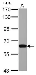 Anti-GTF2H1 antibody [N1C1] used in Western Blot (WB). GTX111804