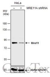 Anti-Mre11 antibody [C1C3-2] used in Western Blot (WB). GTX111814