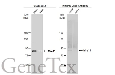 Anti-Mre11 antibody [C1C3-2] used in Western Blot (WB). GTX111814