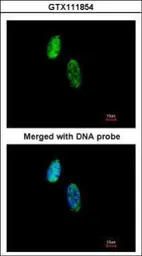 Anti-CKS2 antibody [N2C3] used in Immunocytochemistry/ Immunofluorescence (ICC/IF). GTX111854
