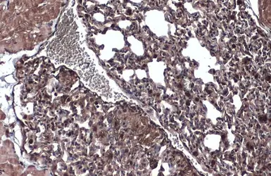 Anti-Wnt9a antibody [N1N2], N-term used in IHC (Paraffin sections) (IHC-P). GTX111855