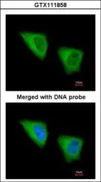 Anti-GCLM antibody [N1N3] used in Immunocytochemistry/ Immunofluorescence (ICC/IF). GTX111858