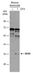 Anti-DEDD antibody [N3C2], Internal used in Western Blot (WB). GTX111882