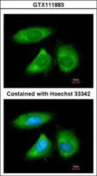 Anti-NOL3 antibody used in Immunocytochemistry/ Immunofluorescence (ICC/IF). GTX111883