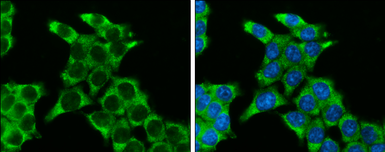 Anti-SFRP2 antibody [C2C3], C-term used in Immunocytochemistry/ Immunofluorescence (ICC/IF). GTX111892