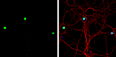 Anti-MATH1 antibody [C2C3], C-term used in Immunocytochemistry/ Immunofluorescence (ICC/IF). GTX111898