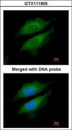 Anti-DPRP1 antibody [N1], N-term used in Immunocytochemistry/ Immunofluorescence (ICC/IF). GTX111905