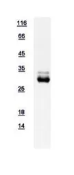 Human CSEN protein, His tag. GTX111911-pro