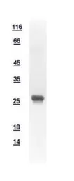 Human ROPN1L protein, His tag. GTX111917-pro