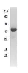 Human PIG3 protein, His tag. GTX111926-pro
