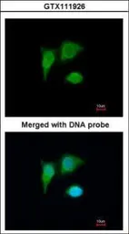Anti-PIG3 antibody [N1C3] used in Immunocytochemistry/ Immunofluorescence (ICC/IF). GTX111926
