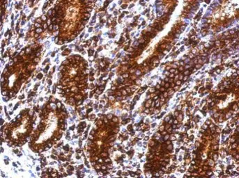 Anti-CD74 antibody used in IHC (Paraffin sections) (IHC-P). GTX111929