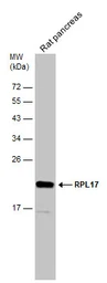 Anti-RPL17 antibody [N1C3-2] used in Western Blot (WB). GTX111934