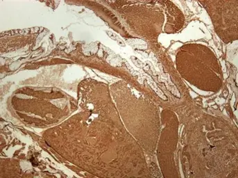 Anti-RPS3A antibody used in IHC (Paraffin sections) (IHC-P). GTX111935