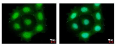Anti-Securin antibody used in Immunocytochemistry/ Immunofluorescence (ICC/IF). GTX111938