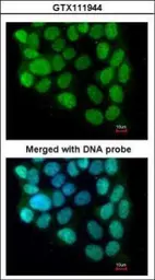 Anti-Cyclin T2 antibody [C2C3], C-term used in Immunocytochemistry/ Immunofluorescence (ICC/IF). GTX111944