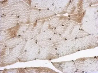 Anti-SNIP1 antibody [N1C3] used in IHC (Paraffin sections) (IHC-P). GTX111969