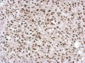 Anti-SNIP1 antibody [N1C3] used in IHC (Paraffin sections) (IHC-P). GTX111969