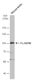 Anti-FLJ32786 antibody [N2C1], Internal used in Western Blot (WB). GTX111979