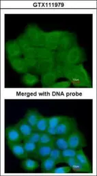 Anti-FLJ32786 antibody [N2C1], Internal used in Immunocytochemistry/ Immunofluorescence (ICC/IF). GTX111979