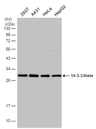 Anti-14-3-3 theta antibody [N1C3-2] used in Western Blot (WB). GTX112026