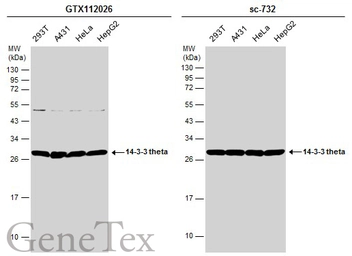 Anti-14-3-3 theta antibody [N1C3-2] used in Western Blot (WB). GTX112026