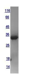 Human NGF Beta protein, His tag. GTX112043-pro