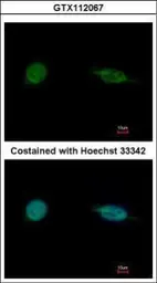 Anti-SAP30BP antibody used in Immunocytochemistry/ Immunofluorescence (ICC/IF). GTX112067