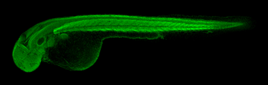 Anti-COMMD7 antibody used in IHC (Whole mount) (IHC-Wm). GTX112076