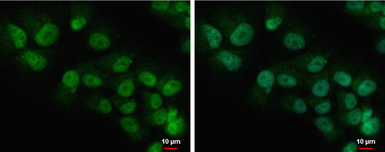 Anti-COMMD7 antibody used in Immunocytochemistry/ Immunofluorescence (ICC/IF). GTX112076