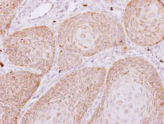 Anti-PECR antibody [C2C3], C-term used in IHC (Paraffin sections) (IHC-P). GTX112083