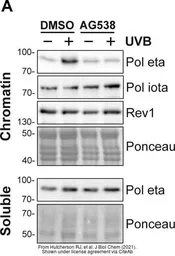 Anti-DNA polymerase iota antibody used in Western Blot (WB). GTX112137