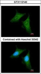 Anti-COPB antibody [N1N3] used in Immunocytochemistry/ Immunofluorescence (ICC/IF). GTX112140