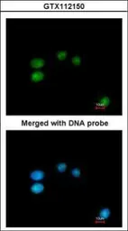 Anti-LONRF3 antibody [N2C2], Internal used in Immunocytochemistry/ Immunofluorescence (ICC/IF). GTX112150