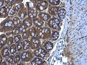 Anti-MGAT3 antibody [N3C3] used in IHC (Paraffin sections) (IHC-P). GTX112153