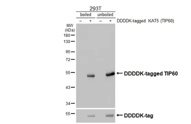 Anti-TIP60 antibody used in Western Blot (WB). GTX112197