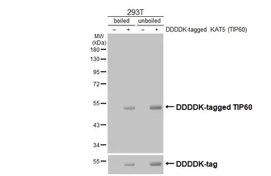 Anti-TIP60 antibody used in Western Blot (WB). GTX112198