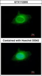 Anti-KPNA5 antibody used in Immunocytochemistry/ Immunofluorescence (ICC/IF). GTX112203