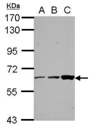Anti-ThPok antibody [N2C2], Internal used in Western Blot (WB). GTX112204