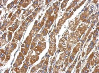 Anti-DEAF1 antibody used in IHC (Paraffin sections) (IHC-P). GTX112207