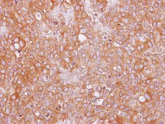 Anti-SAH3 antibody [N3C3] used in IHC (Paraffin sections) (IHC-P). GTX112212