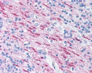 Anti-Myelin basic protein antibody [22] used in IHC (Paraffin sections) (IHC-P). GTX11223