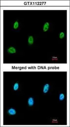 Anti-SESN3 antibody used in Immunocytochemistry/ Immunofluorescence (ICC/IF). GTX112277