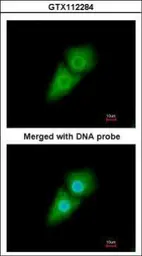 Anti-SRP1 antibody used in Immunocytochemistry/ Immunofluorescence (ICC/IF). GTX112284