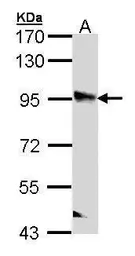Anti-PPFIBP2 antibody used in Western Blot (WB). GTX112301