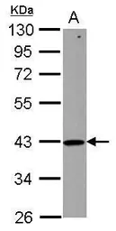 Anti-ZNHIT2 antibody used in Western Blot (WB). GTX112317