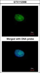 Anti-RBPJK antibody [C1C3] used in Immunocytochemistry/ Immunofluorescence (ICC/IF). GTX112358