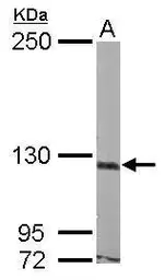Anti-Astrotactin antibody used in Western Blot (WB). GTX112366