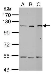 Anti-alanyl-tRNA synthetase antibody [N1N2], N-term used in Western Blot (WB). GTX112386