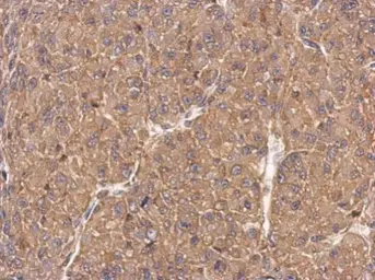 Anti-FMNL1 antibody [C1C2], Internal used in IHC (Paraffin sections) (IHC-P). GTX112404